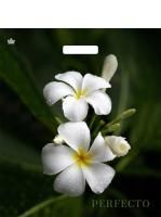 Пакет с вырубной ручкой (42х48)-90 Перфекто Плюмерия Тико 25/300